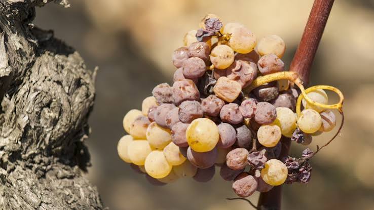 Sauternes Sweet Wine 頂級貴腐甜酒